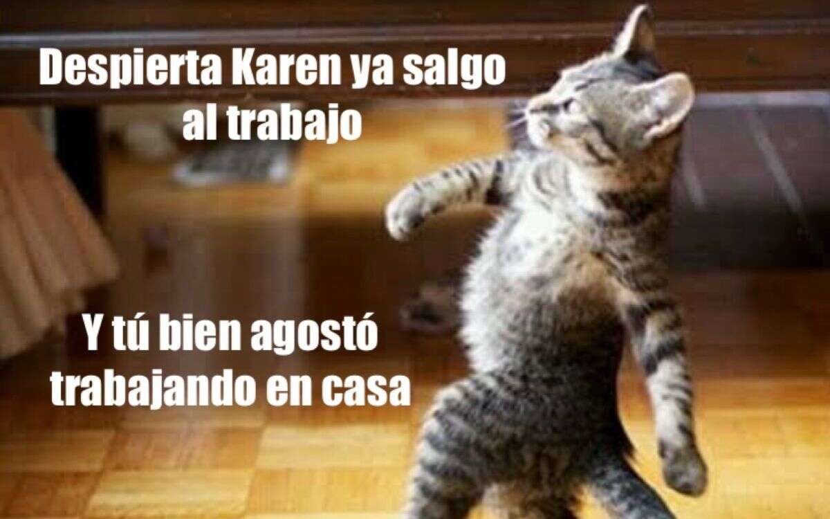 Gatito meme Meme gatito