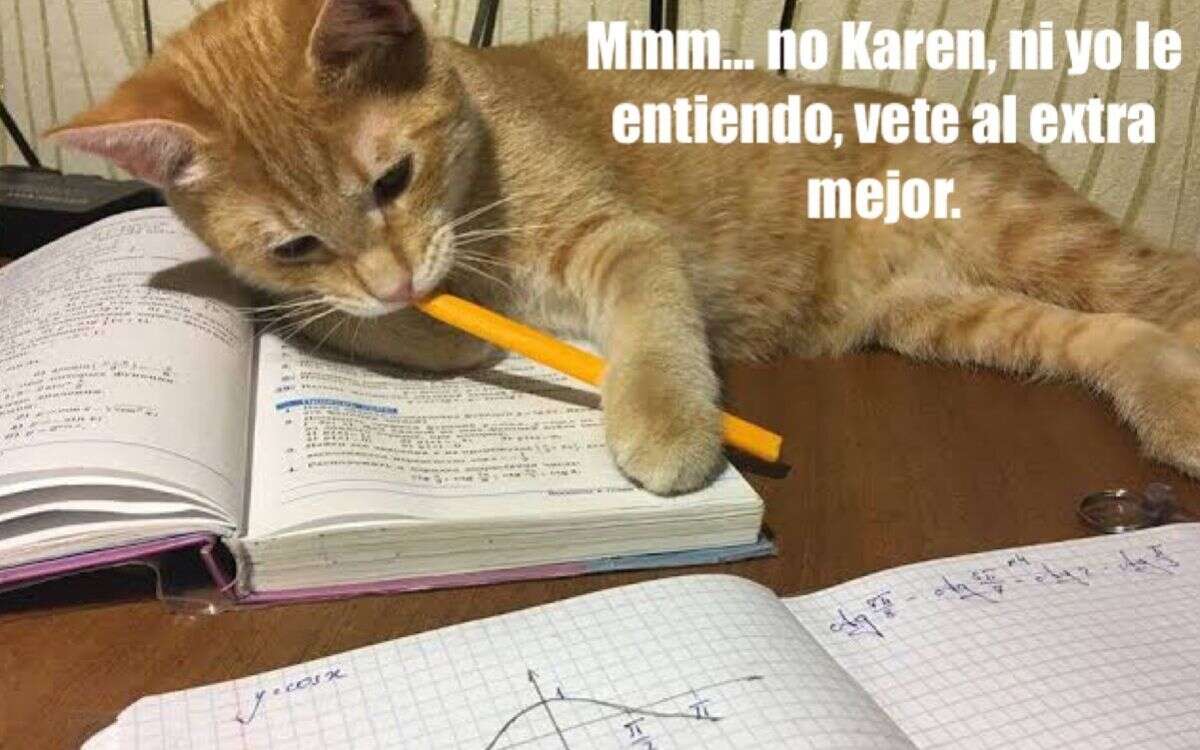 Gatito meme Meme gatito matematicas