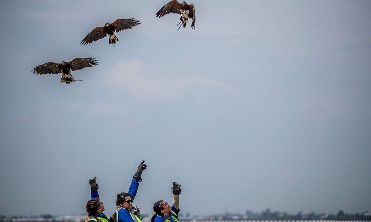 halcones en el AICM 2