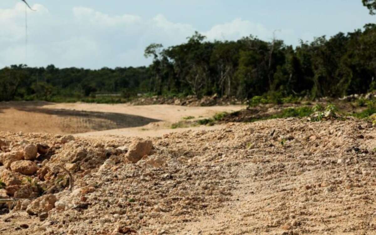 tren maya derriban 10 millones arboles ecocidio selvame del tren ambientalistas 161023 3 700x438 1 2