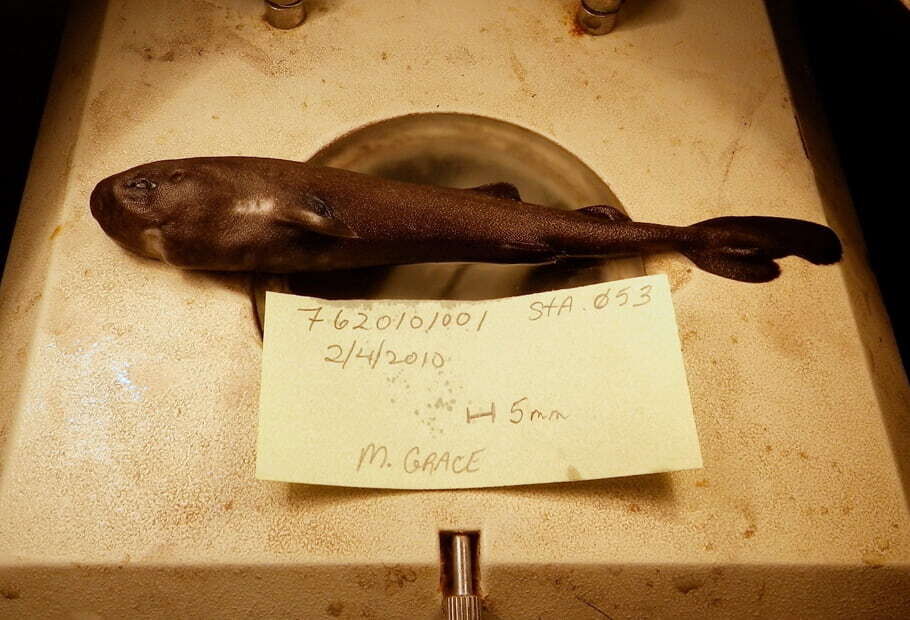pockshark02