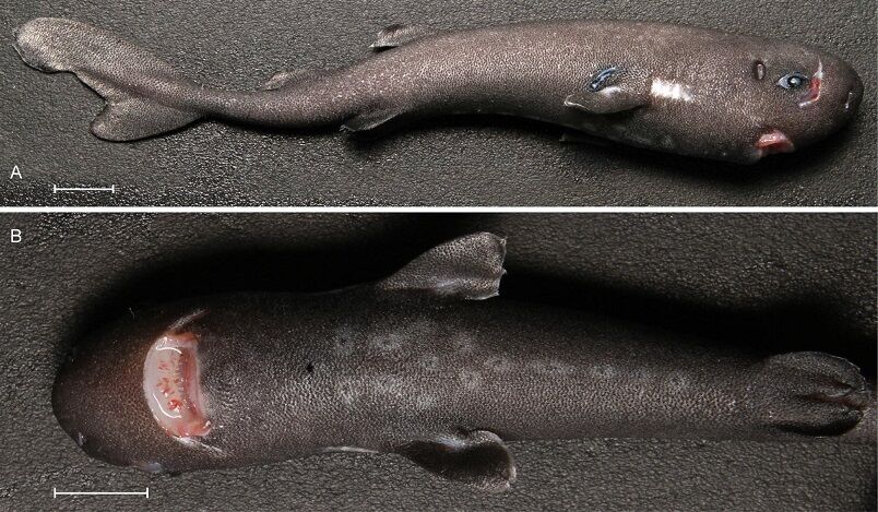 pockshark06