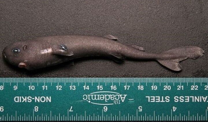 pockshark09