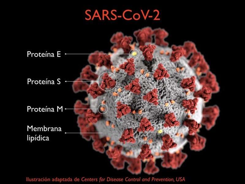 detalle del sars cov 2 1c23eabb 800x600