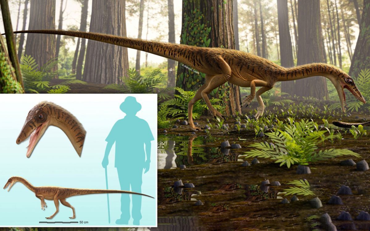 Erythrovenator jacuiensis, un nuevo dinosaurio brasileño.