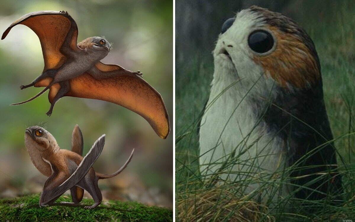 Sinomacrops bondei, un "porg" prehistórico