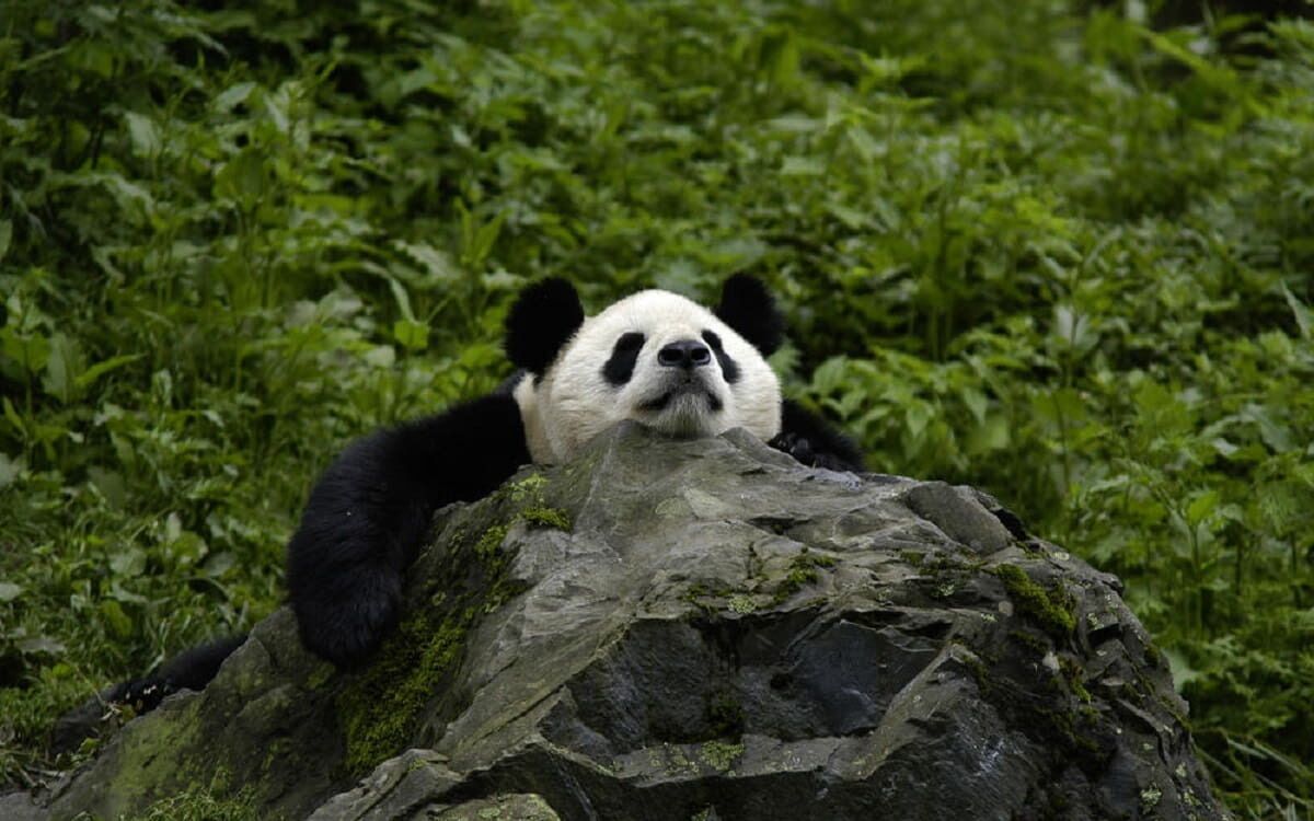 Ailuropoda melanoleuca, el panda gigante