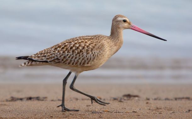 Limosa lapponica, la poderosa aguja colipinta.