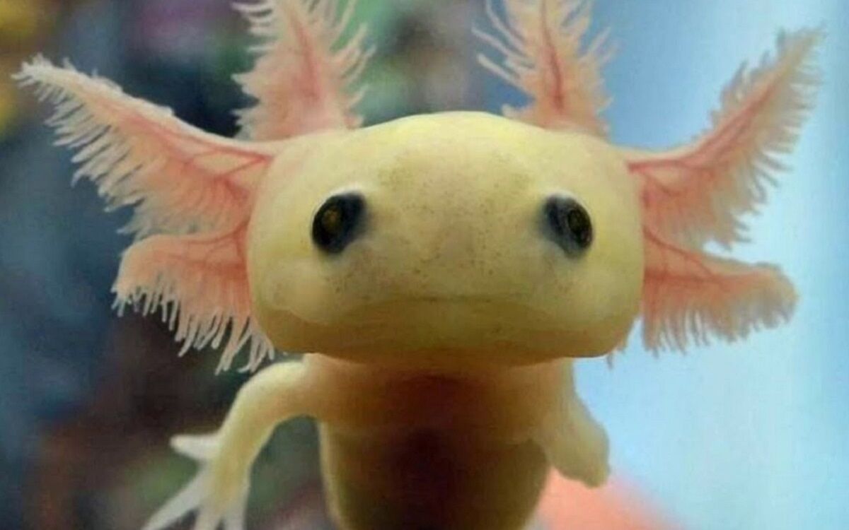 Ambystoma mexicanum, el ajolote y su regeneración extrema.