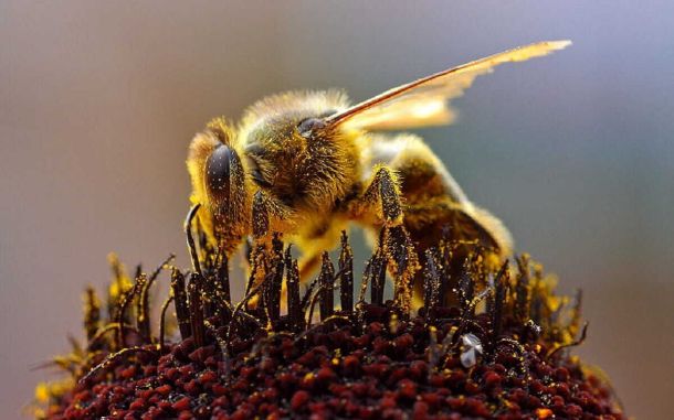 Apis mellifera, la abeja melífera.