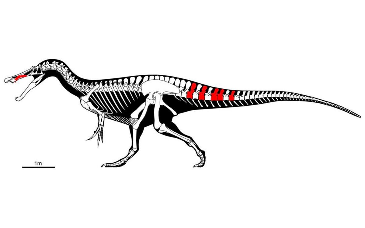 Protathlitis cinctorrensis, el dinosaurio groguet