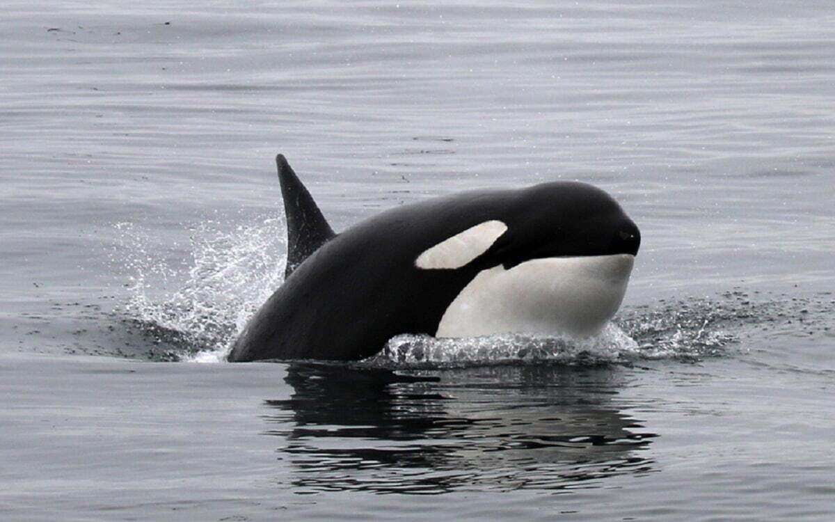 Orcinus orca, la orca.