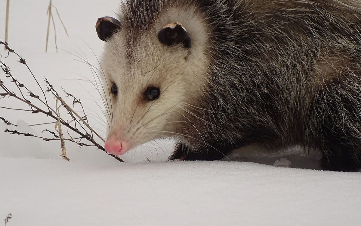 Didelphis, las zarigüeyas