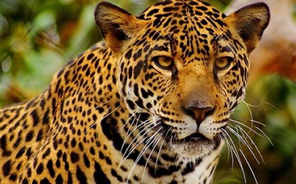 ¿Es relevante la conservación de la naturaleza?