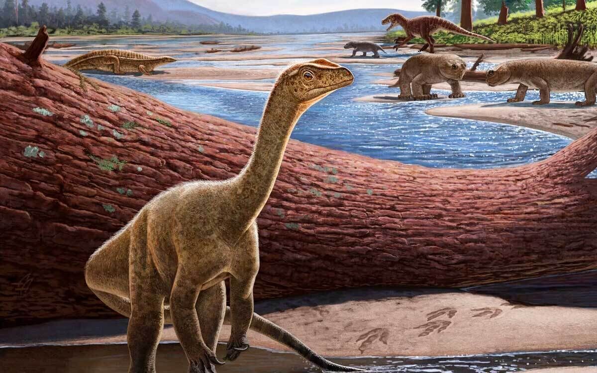 Mbiresaurus raathi