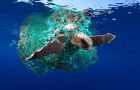 Amenaza a la vida: La polución de los oceáno. Parte 1.