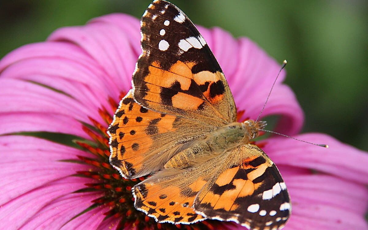 Vanessa cardui, la migrante extrema.