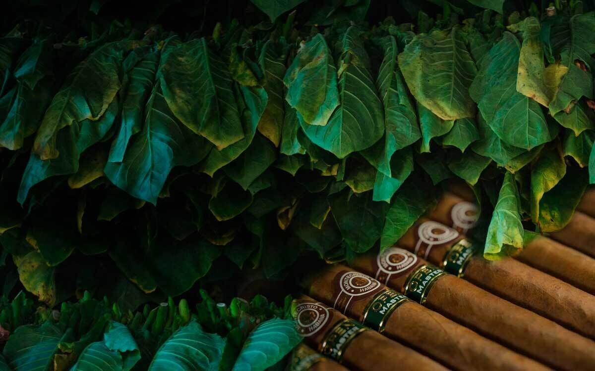 Puros cubanos de pequeños productores
