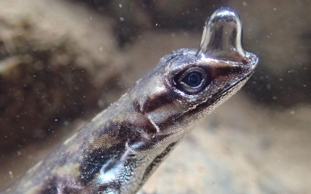Anolis aquaticus, una lagartija con tanque de buceo incluido