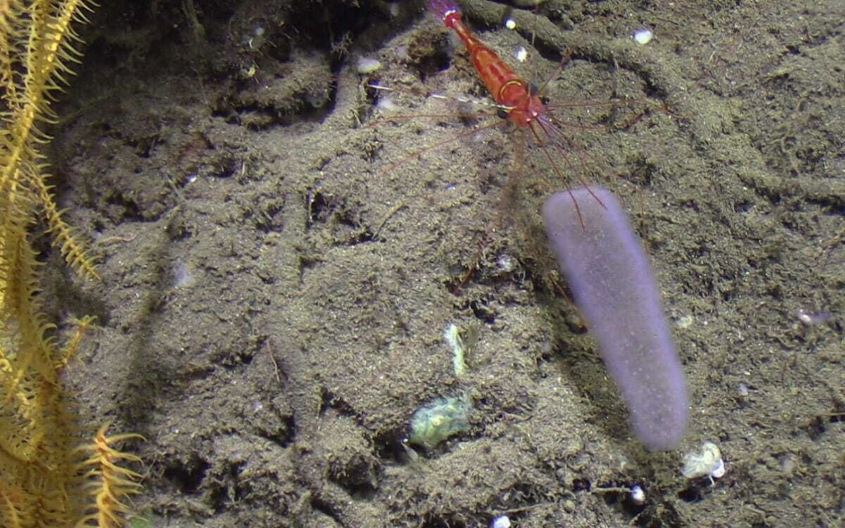 Pyrosoma atlanticum, el unicornio del mar.