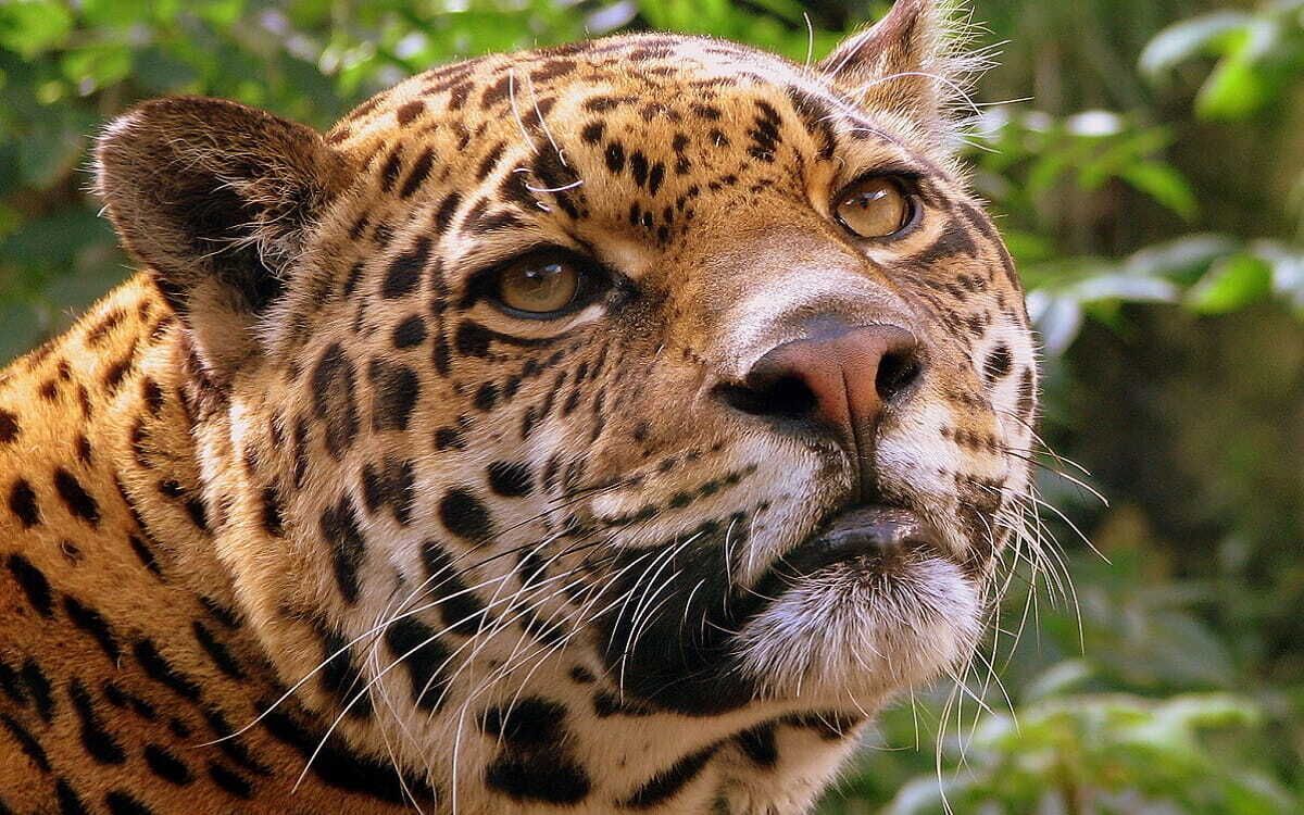 El espíritu de la selva.