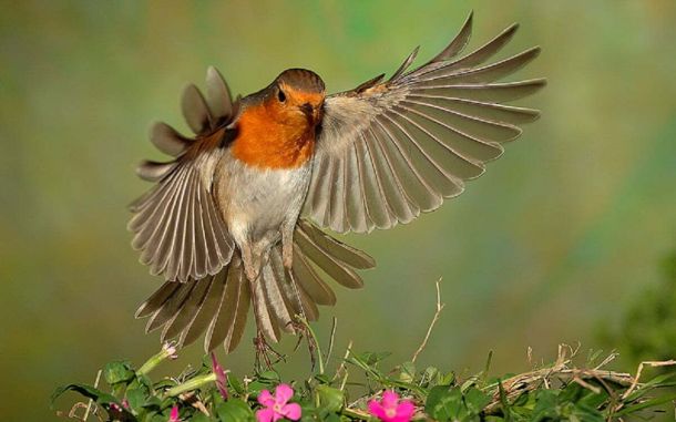 Erithacus rubecula, el petirrojo europeo.