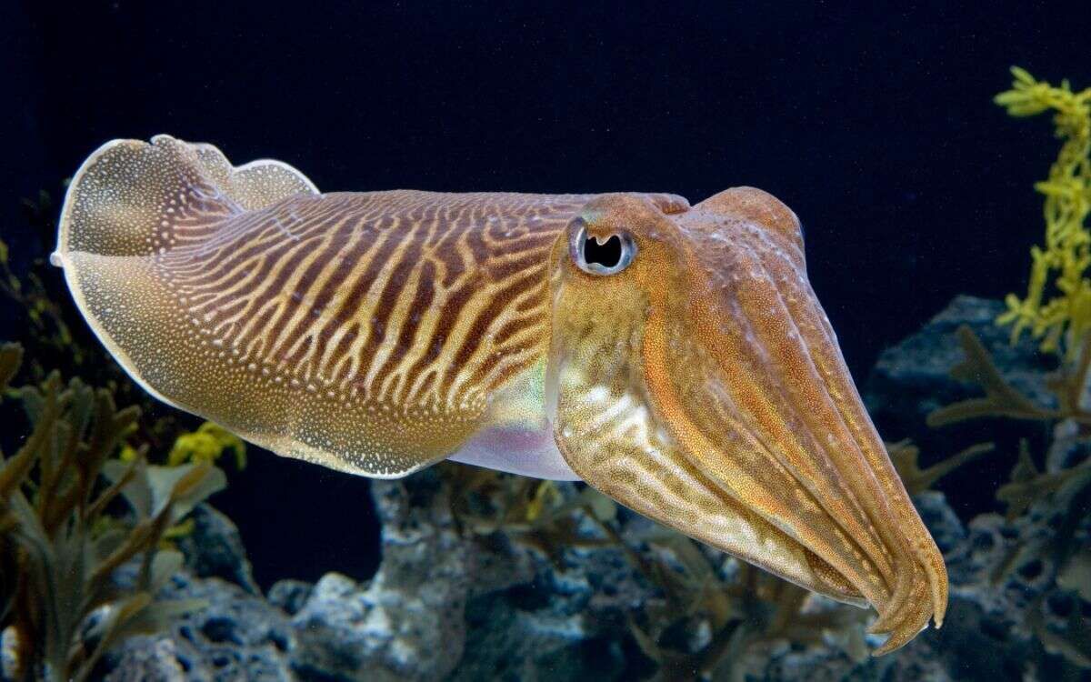 Sepiidae, las sepias.