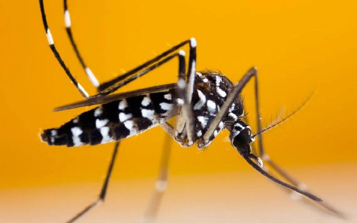#EspeciesInteresantes, pero invasoras.