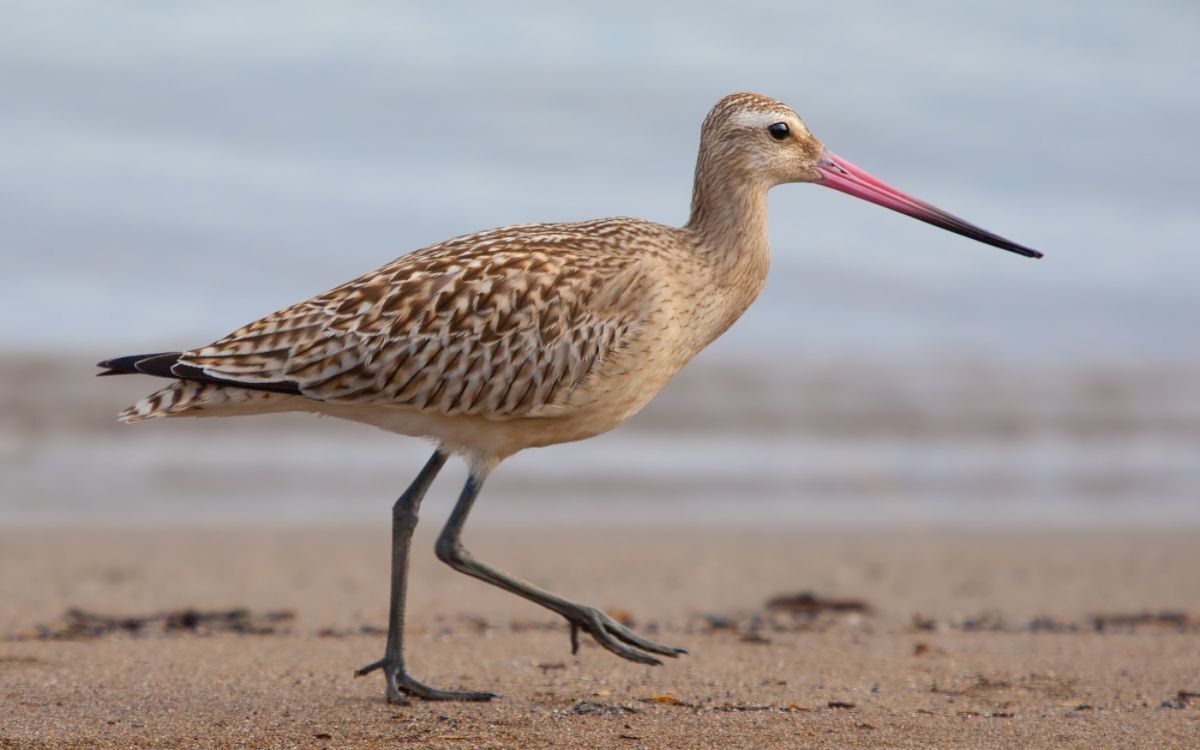 Limosa lapponica, la poderosa aguja colipinta.